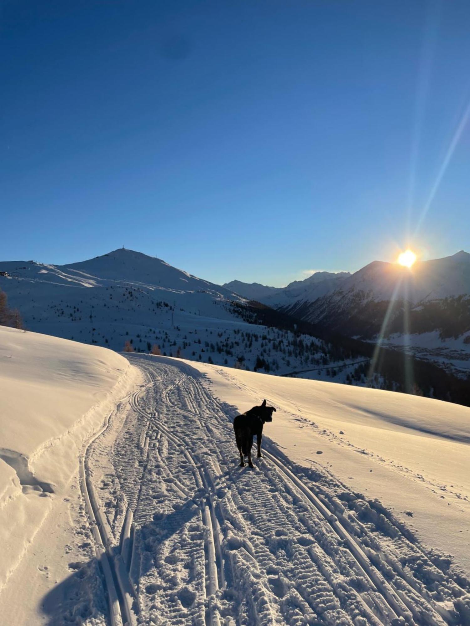 Residence S Lucia - Appartamenti Alle Porte Di Bormio Valdisotto Eksteriør billede